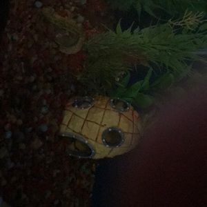 Meet your Posher, Carmen